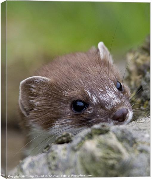 Stoat Canvas Print by Philip Pound