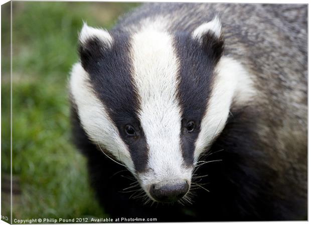 Badger Canvas Print by Philip Pound