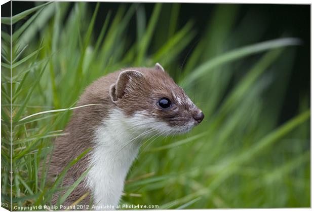 Stoat Canvas Print by Philip Pound