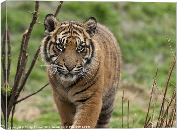 Sumatran Tiger Cub Canvas Print by Philip Pound