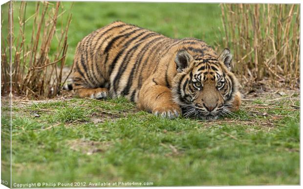 Tiger Cub Canvas Print by Philip Pound