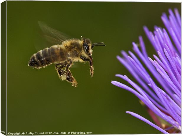 Honey Bee in Flight Canvas Print by Philip Pound