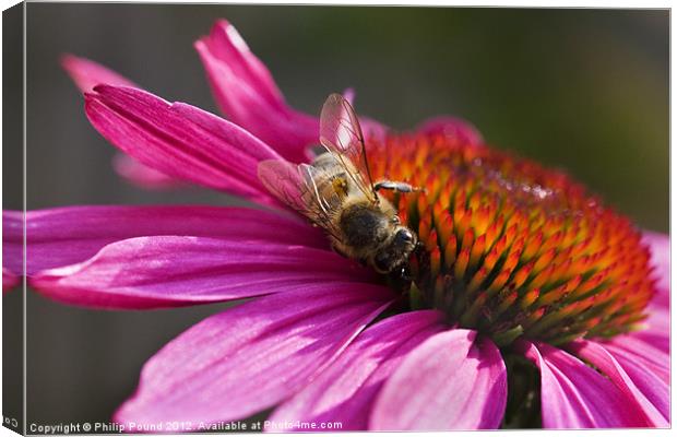 Honey Bee on Echinacea Flower Canvas Print by Philip Pound