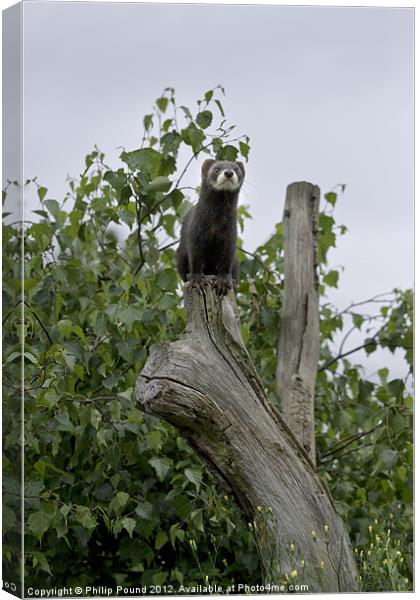 Polecat Up a Tree Canvas Print by Philip Pound