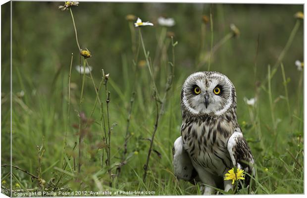 Short Eared Owl Canvas Print by Philip Pound