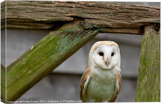 Barn Owl Canvas Print by Philip Pound