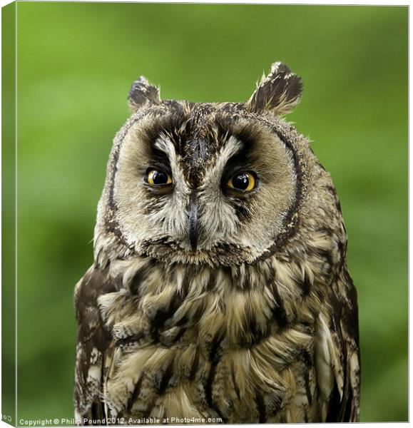 Portrait of Long Eared Owl Canvas Print by Philip Pound