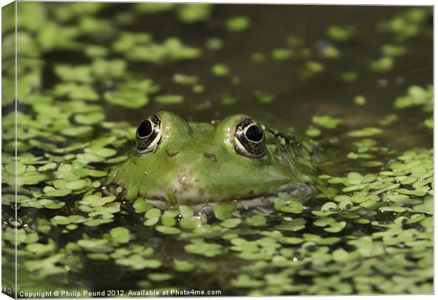 Frog In Pond Canvas Print by Philip Pound