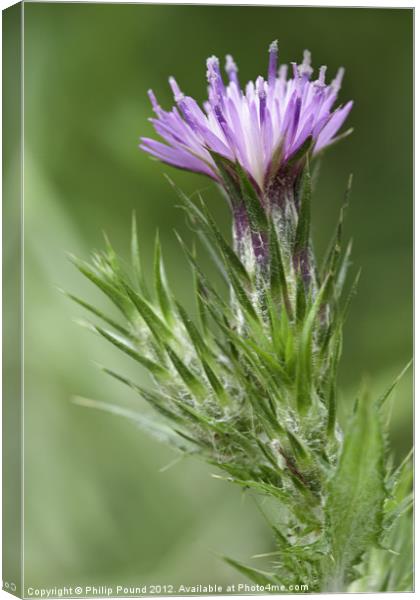 Thistle Canvas Print by Philip Pound