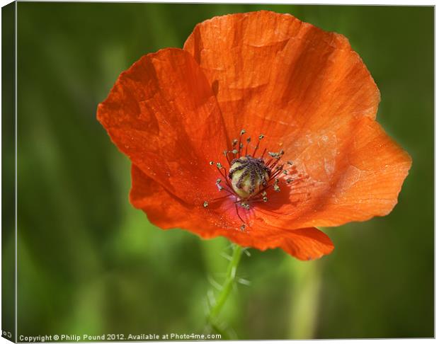 Red Poppy Canvas Print by Philip Pound
