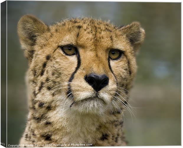 Cheetah Portrait Canvas Print by Philip Pound