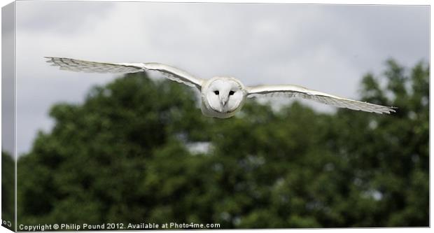 Barn Owl in Flight Canvas Print by Philip Pound