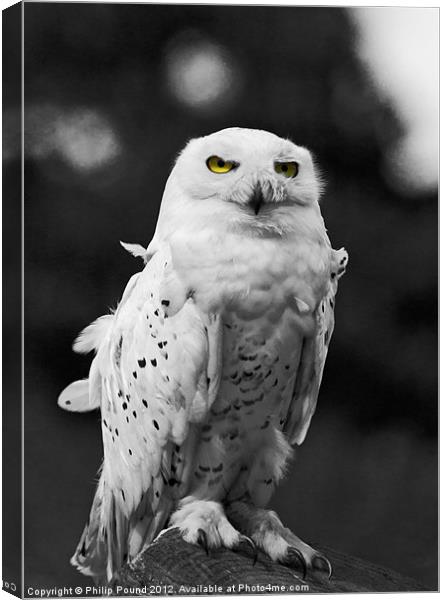 Snowy Owl Canvas Print by Philip Pound