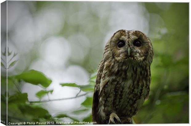 Tawny Owl Perched in Tree Canvas Print by Philip Pound
