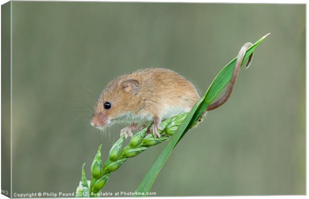 Harvest Mouse on Grass Stalk Canvas Print by Philip Pound