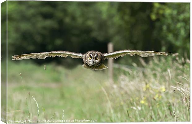 Short Eared Owl Flying Canvas Print by Philip Pound