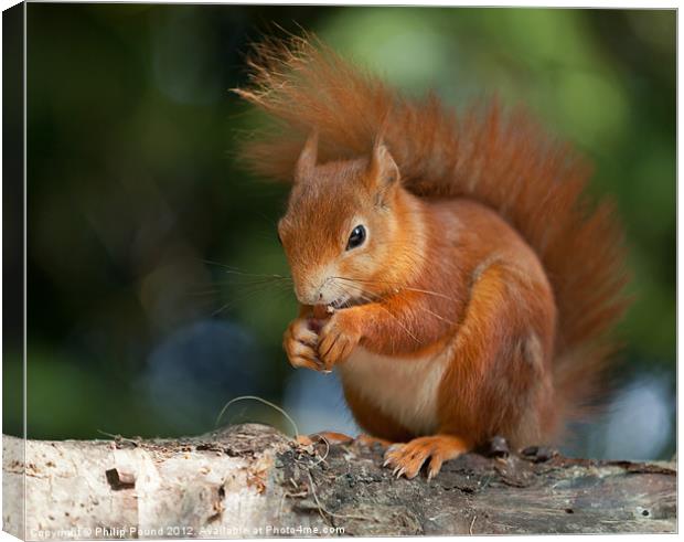 Red Squirrel Eating A Nut Canvas Print by Philip Pound