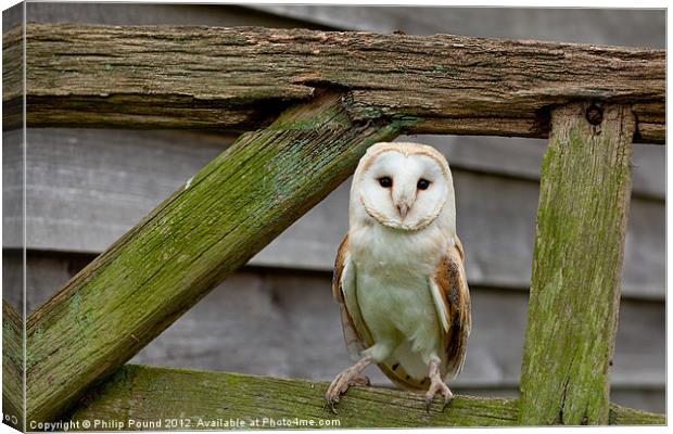 Barn Owl on Wooden Gate Canvas Print by Philip Pound