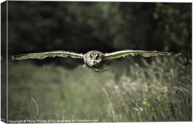 Short Eared Owl in Flight Canvas Print by Philip Pound