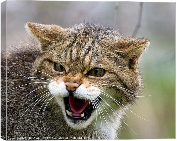 Scottish Wildcat Canvas Print by Philip Pound