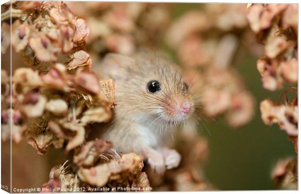 Harvest mouse in dry leaves Canvas Print by Philip Pound