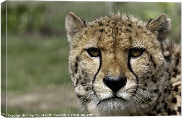 Cheetah Portrait Big Cat Canvas Print by Philip Pound