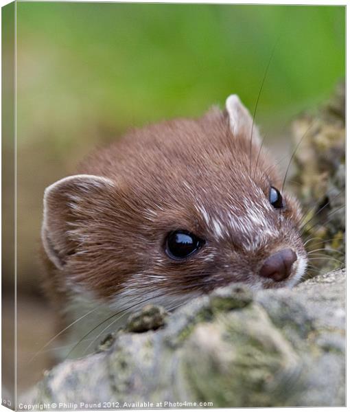 Portrait of a Stoat Canvas Print by Philip Pound