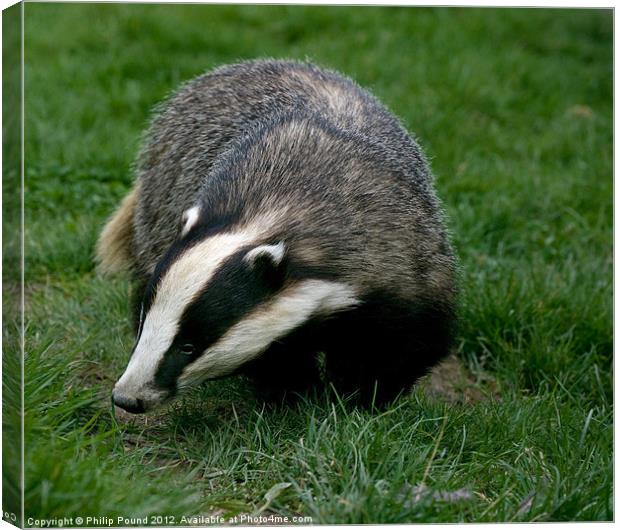 Badger Canvas Print by Philip Pound