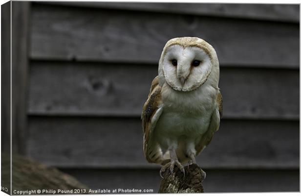 Barn Owl Bird of Prey Canvas Print by Philip Pound