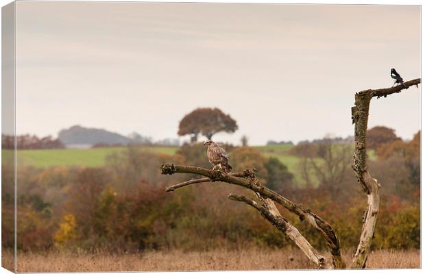 The Buzzard and The Magpie Canvas Print by Philip Pound