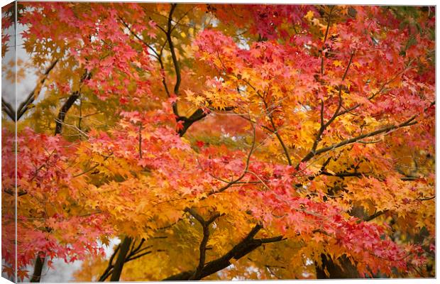 Glorious Autumn Leaves Canvas Print by Philip Pound