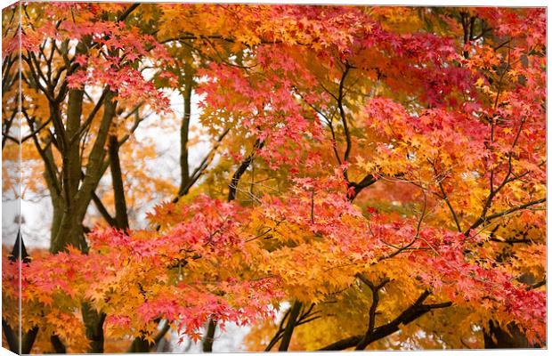 Fabulous Autumn Colours Canvas Print by Philip Pound