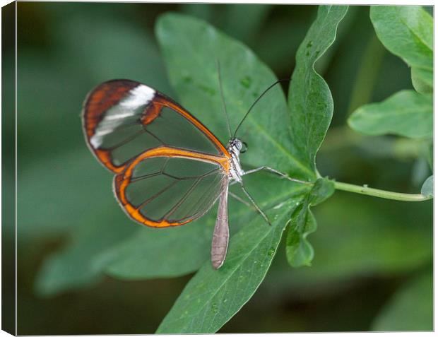 Orange Butterfly on Leaf Canvas Print by Philip Pound