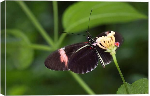 Butterfly eating nectar from a flower Canvas Print by Philip Pound