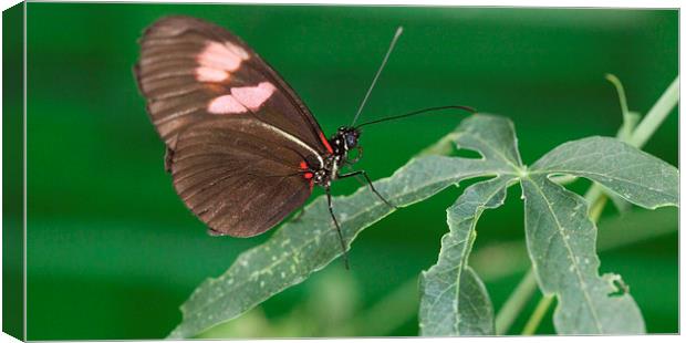 Brown and pink butterfly on leaves Canvas Print by Philip Pound