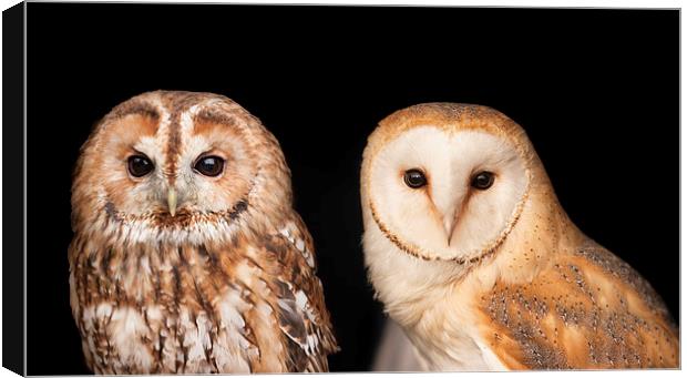 Tawny Owl and Barn Owl Canvas Print by Philip Pound