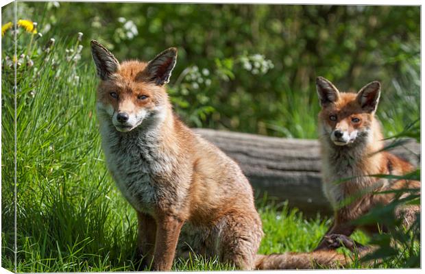 Pair of English Red Foxes Canvas Print by Philip Pound