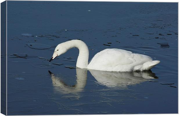 White Swan on Frozen Lake Canvas Print by Philip Pound