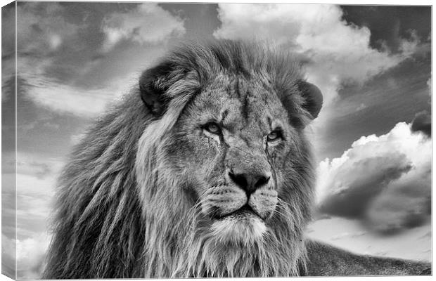 Lion Portrait Canvas Print by Philip Pound