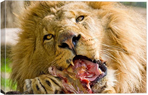 Male Lion Eating Canvas Print by Philip Pound