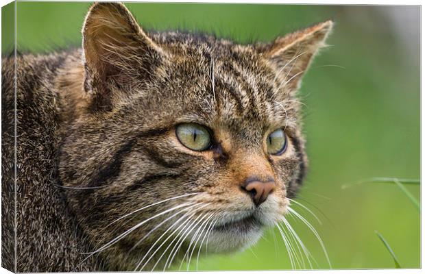 Scottish Wildcat Portrait Canvas Print by Philip Pound