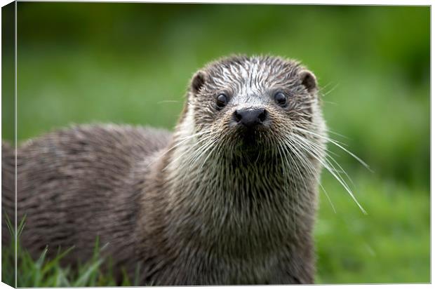 River Otter Close Up Canvas Print by Philip Pound