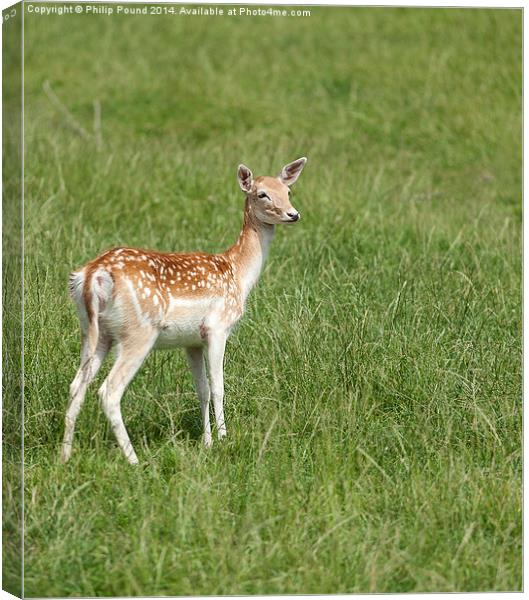  Young Fallow Deer Canvas Print by Philip Pound