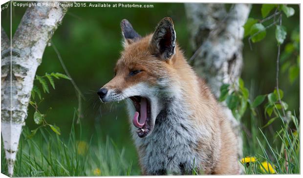  Fox Yawning Canvas Print by Philip Pound