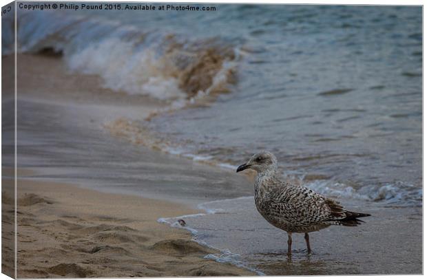  Seagull on the beach Canvas Print by Philip Pound