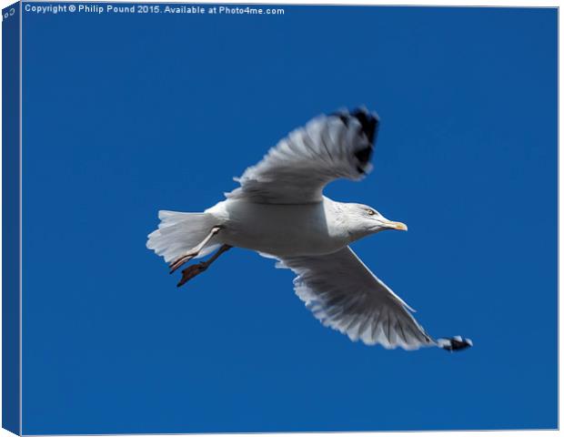  Seagull in Flight Canvas Print by Philip Pound