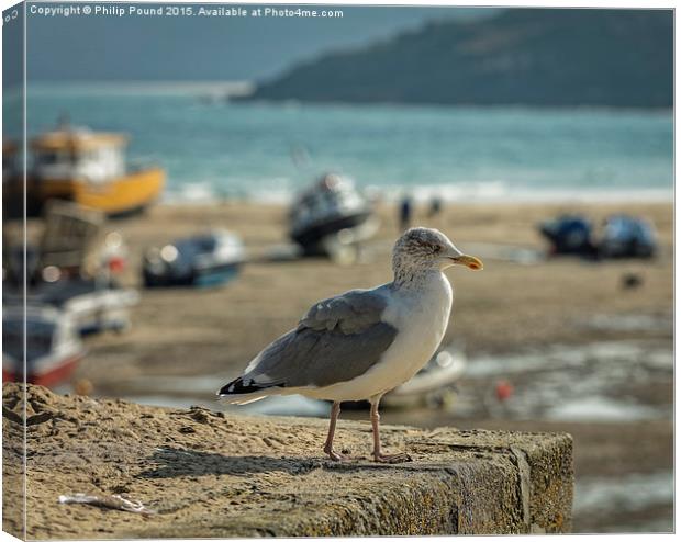  Seagull on the Rock Canvas Print by Philip Pound