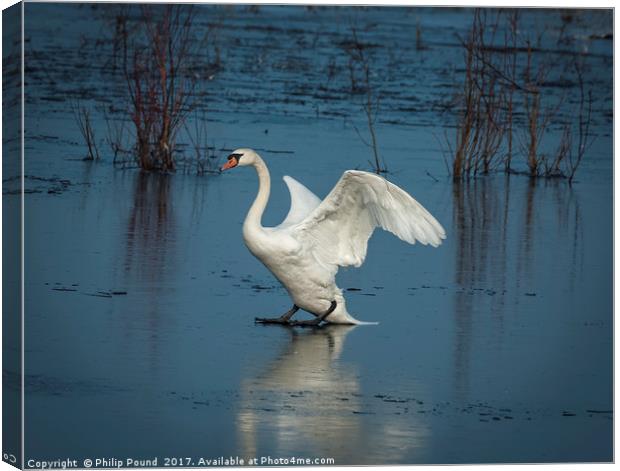Mute Swan on Ice Canvas Print by Philip Pound