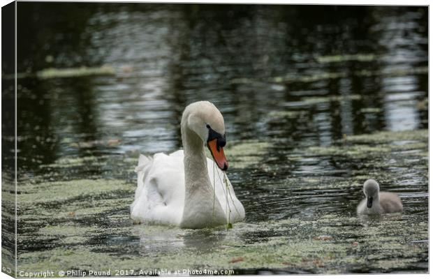 Swan with Cygnet Canvas Print by Philip Pound