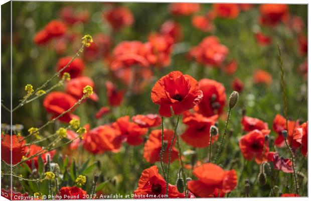 Red Poppies in a Field Canvas Print by Philip Pound